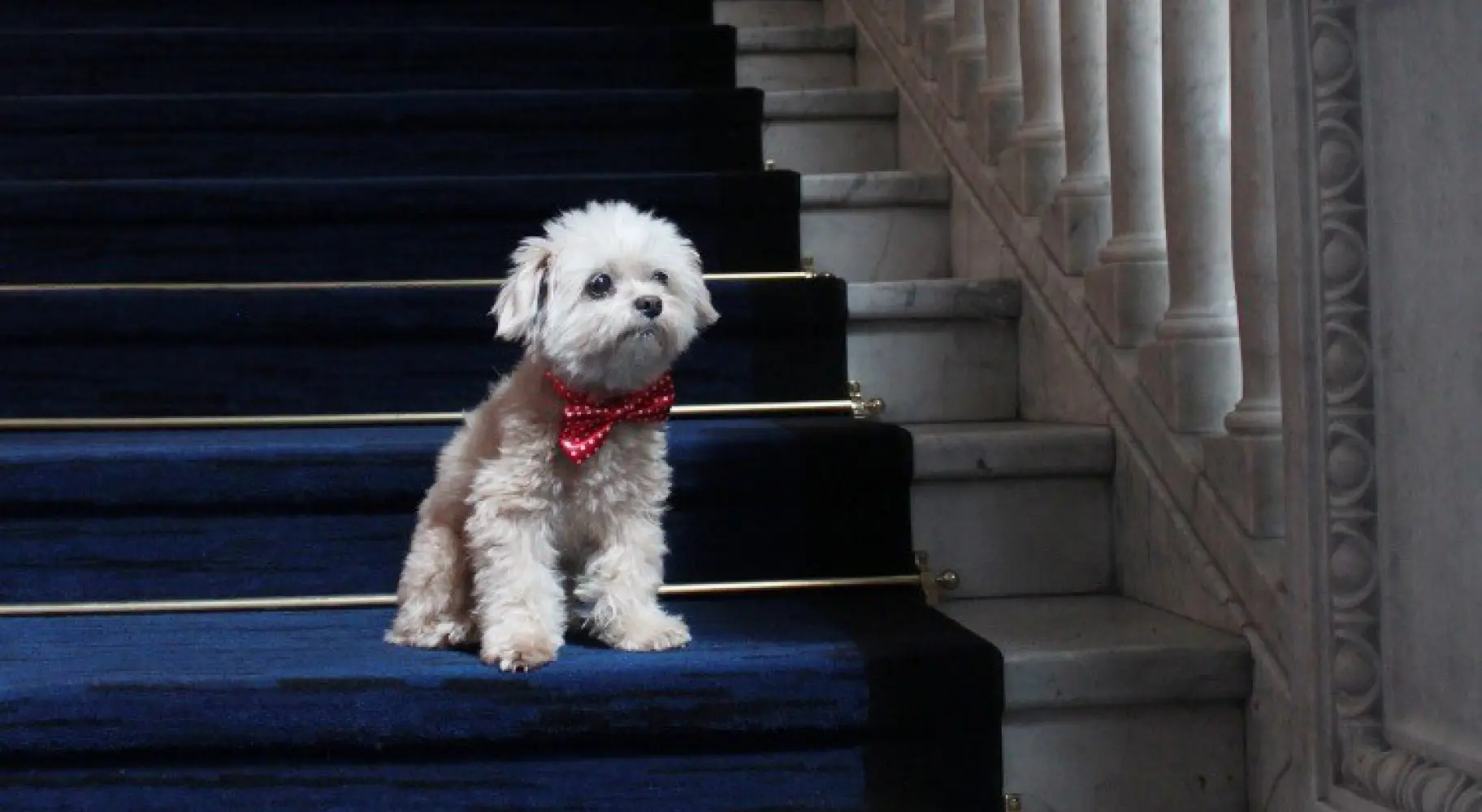 Ein Hund sitzt auf einer Treppe