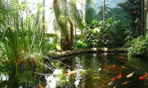Ein Koi-Teich inmitten von Grünanlagen im Washington Park Botanical Garden.
