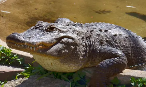Ein Alligator im Scovill Zoo, Decatur, Illinois.