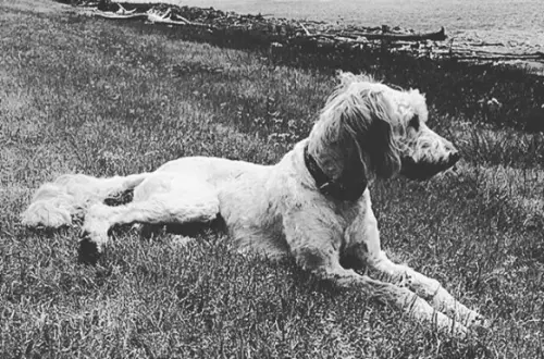 Ein Hund, der im Gras liegt