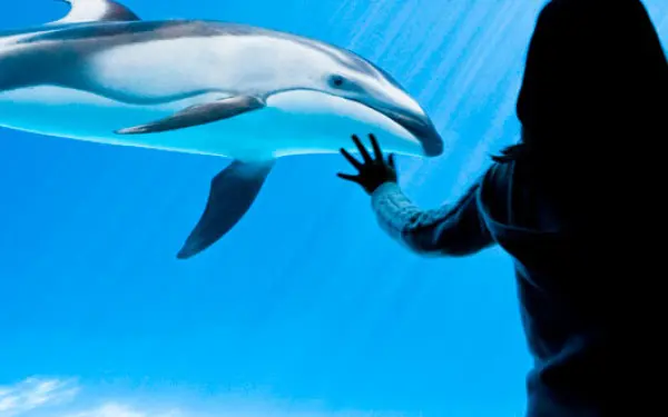 Eine Frau beobachtet einen Delfin im Shedd Aquarium in Chicago.