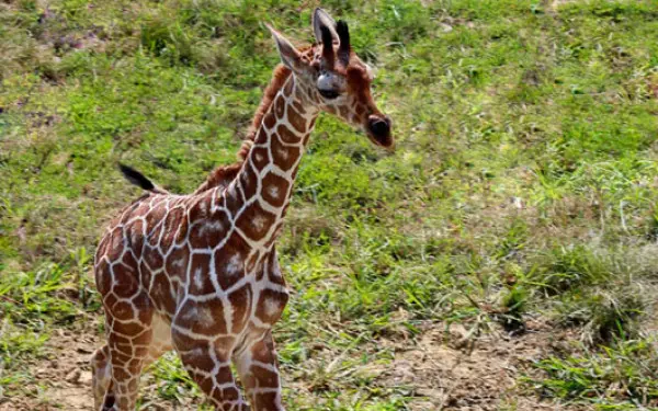 Giraffenbaby im Zoo von Peoria, Illinois.