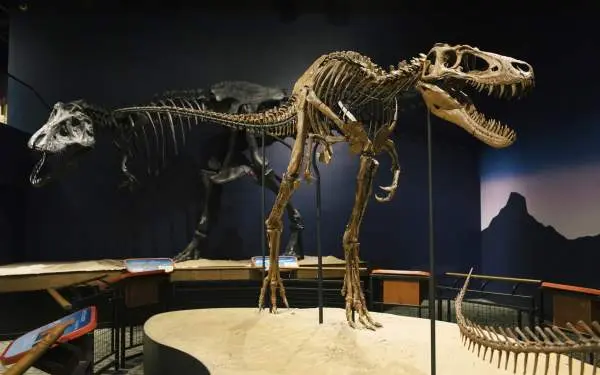 Ein T.Rex-Skelett in einer Museumsausstellung