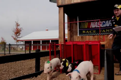 Ferkel, die bei einem Schweinerennen auf einem Bauernhof aus den Startboxen stürmen, während ein Ansager daneben steht. 