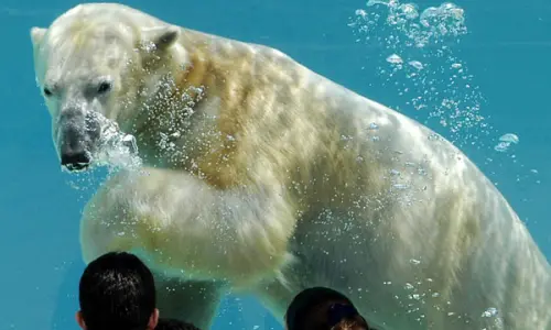 Ein Eisbär unter Wasser im Lincoln Park Zoo, Chicago.