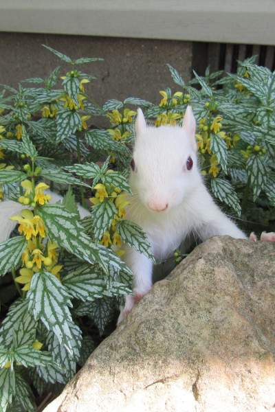 Ein weißes Eichhörnchen inmitten von Grün, das auf einen Felsen klettert