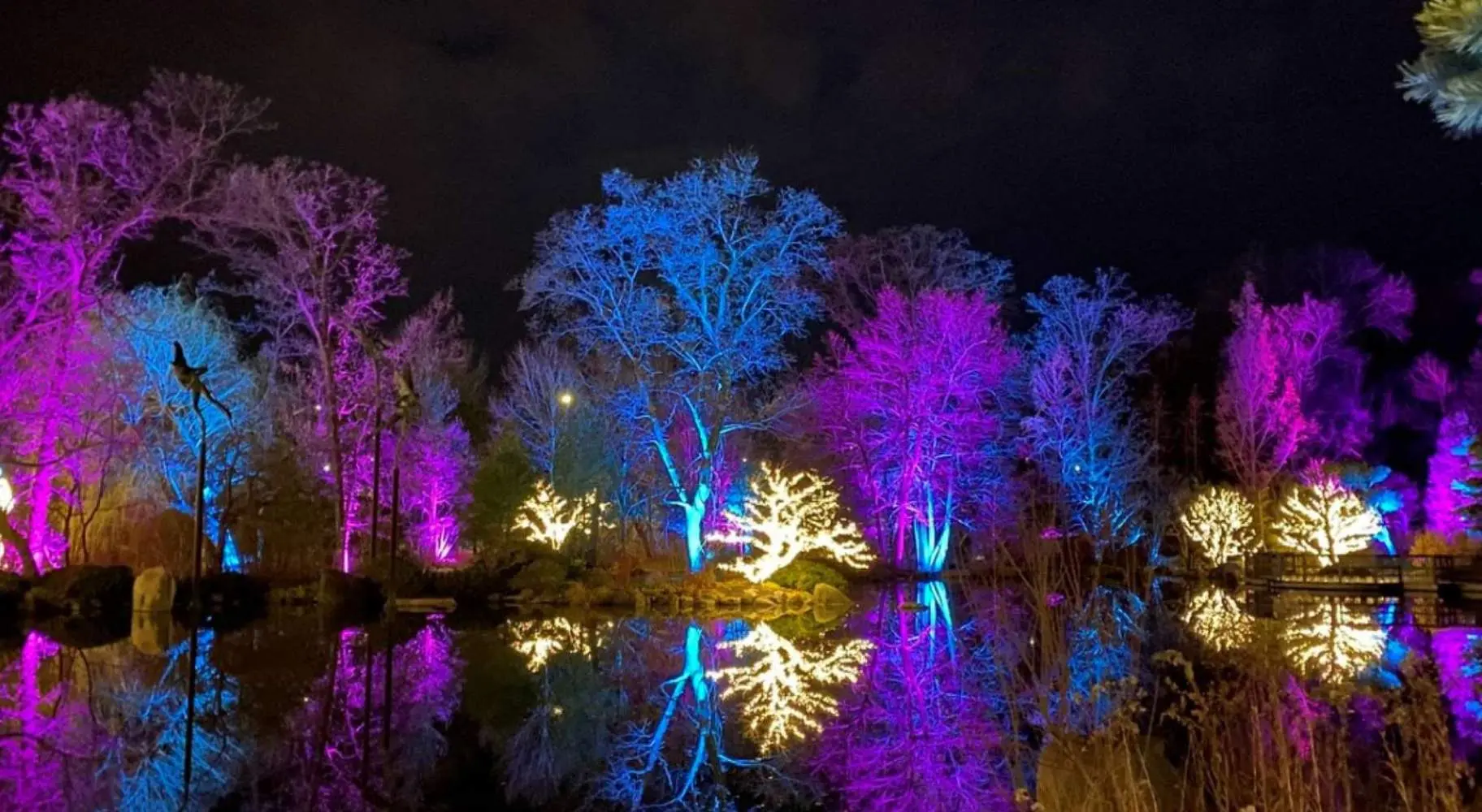 Lila, blaue und weiße Lichter beleuchten die Bäume.