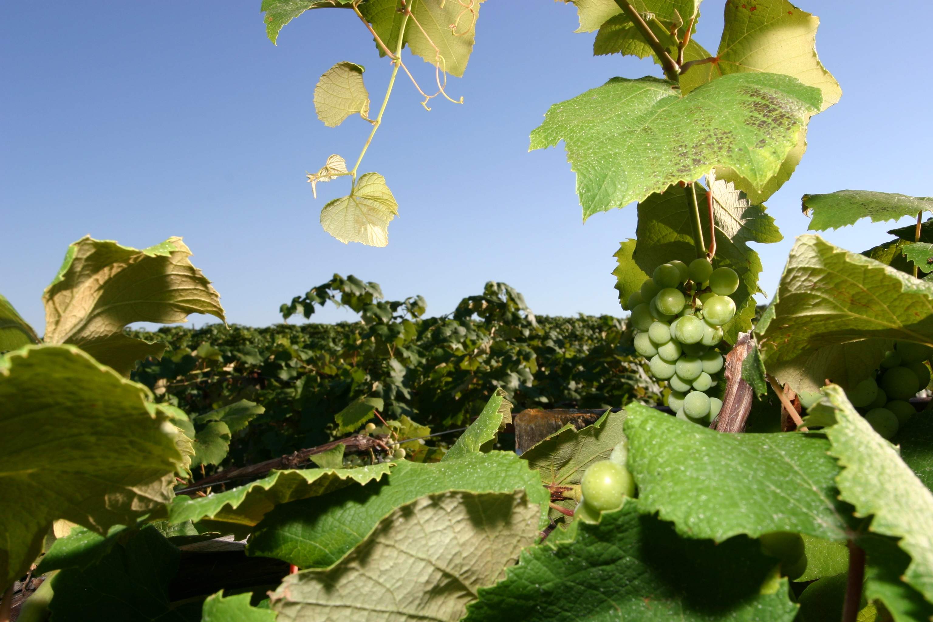 Nahaufnahme von Trauben am Weinstock in einem Weinberg in Nauvoo