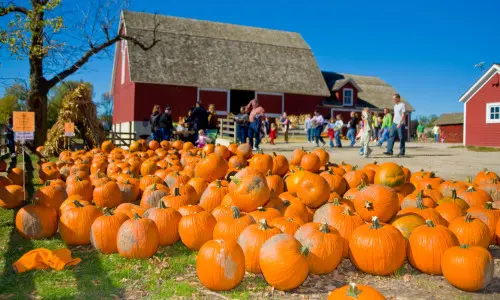 Jede Menge Kürbisse liegen aus
