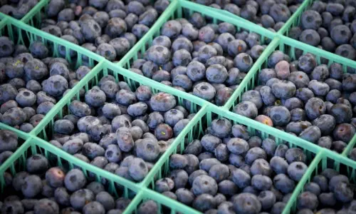Kisten mit Blaubeeren