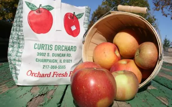 Frische Fuji Äpfel von Curtis Orchard in Champaign-Urbana.