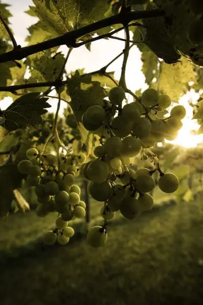 Die Sonne scheint durch die Weinreben in einem Weinberg