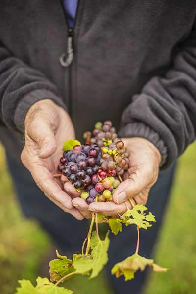 Ein Mann hält Weintrauben in den Händen