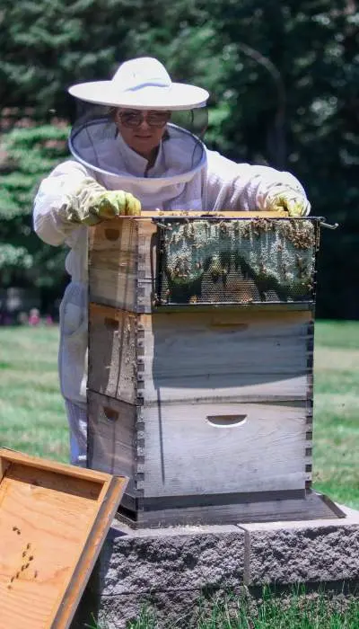 Eine Dame in einer Bienenfarm