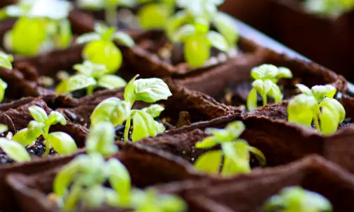 Mehrere Pflanzen im Boden