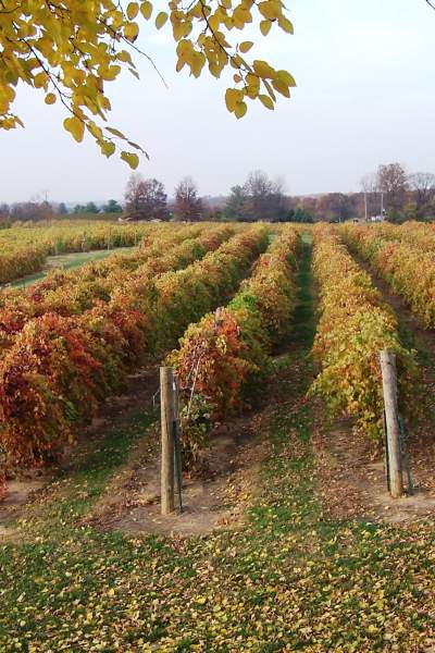 Reihen von Weintrauben in einem Weinberg