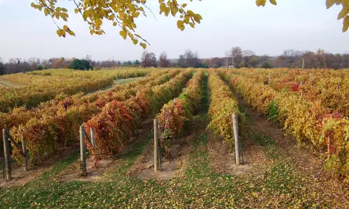 Reihen von Weintrauben in einem Weinberg