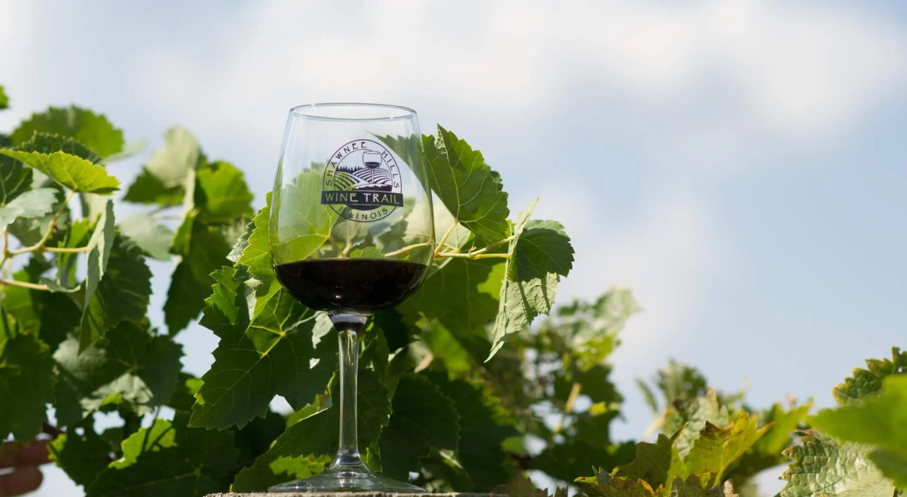 Weinglas in einem Weinberg