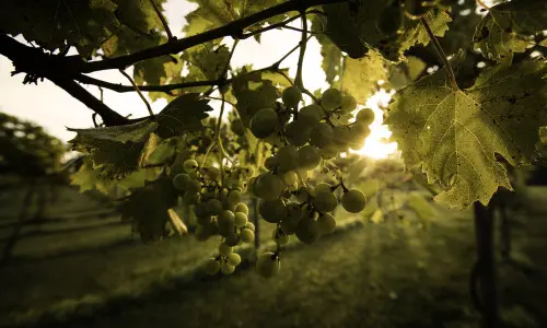 Trauben in einem Weinberg