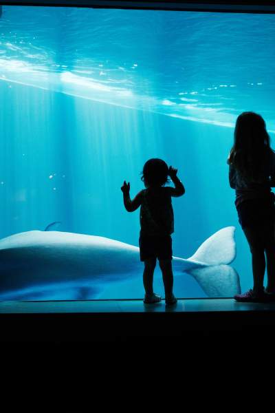 Kinder starren in ein Aquarium