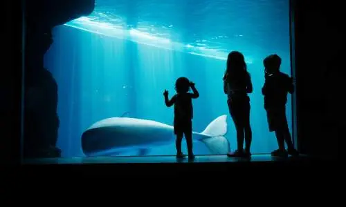 Kinder starren in ein Aquarium