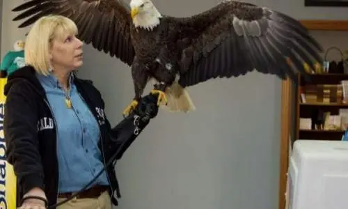 Eine Frau hält einen Weißkopfseeadler auf ihrer Hand