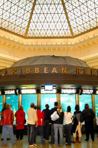 Menschen umringen die Karibik-Riff-Ausstellung im Shedd Aquarium.