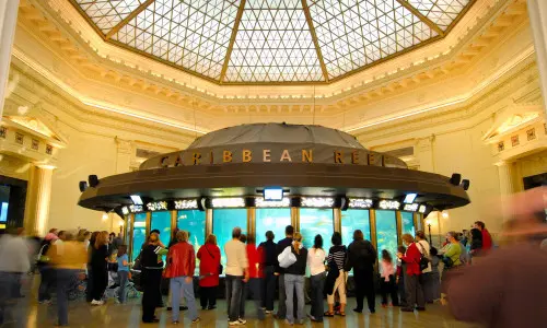 Menschen umringen die Karibik-Riff-Ausstellung im Shedd Aquarium.