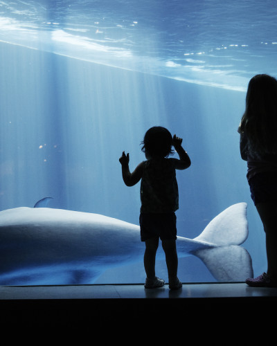 Kinder betrachten einen Wal durch das Glas