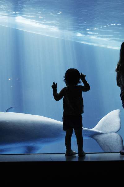 Kinder betrachten einen Wal durch das Glas