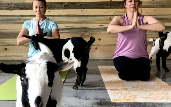 Yoga mit Ziegen 
