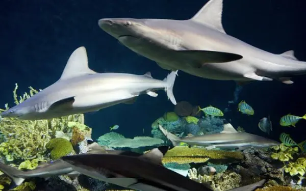 Ein Schauer von Haien im Shedd Aquarium.