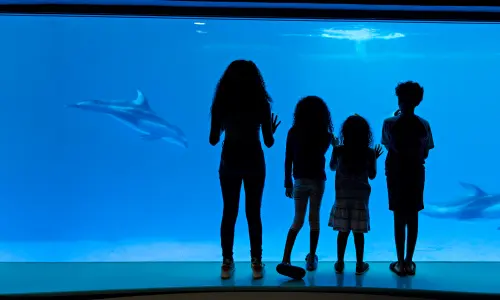Eine Gruppe von Kindern beobachtet Delfine im Shedd Aquarium