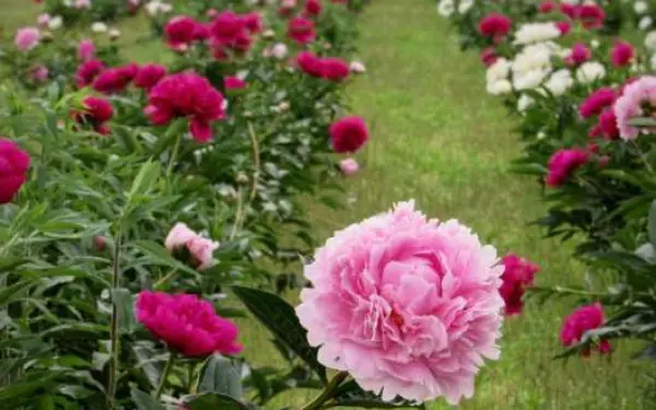 Ein Garten voller rosa Pfingstrosen auf der Peony Hill Farm in Harrisburg