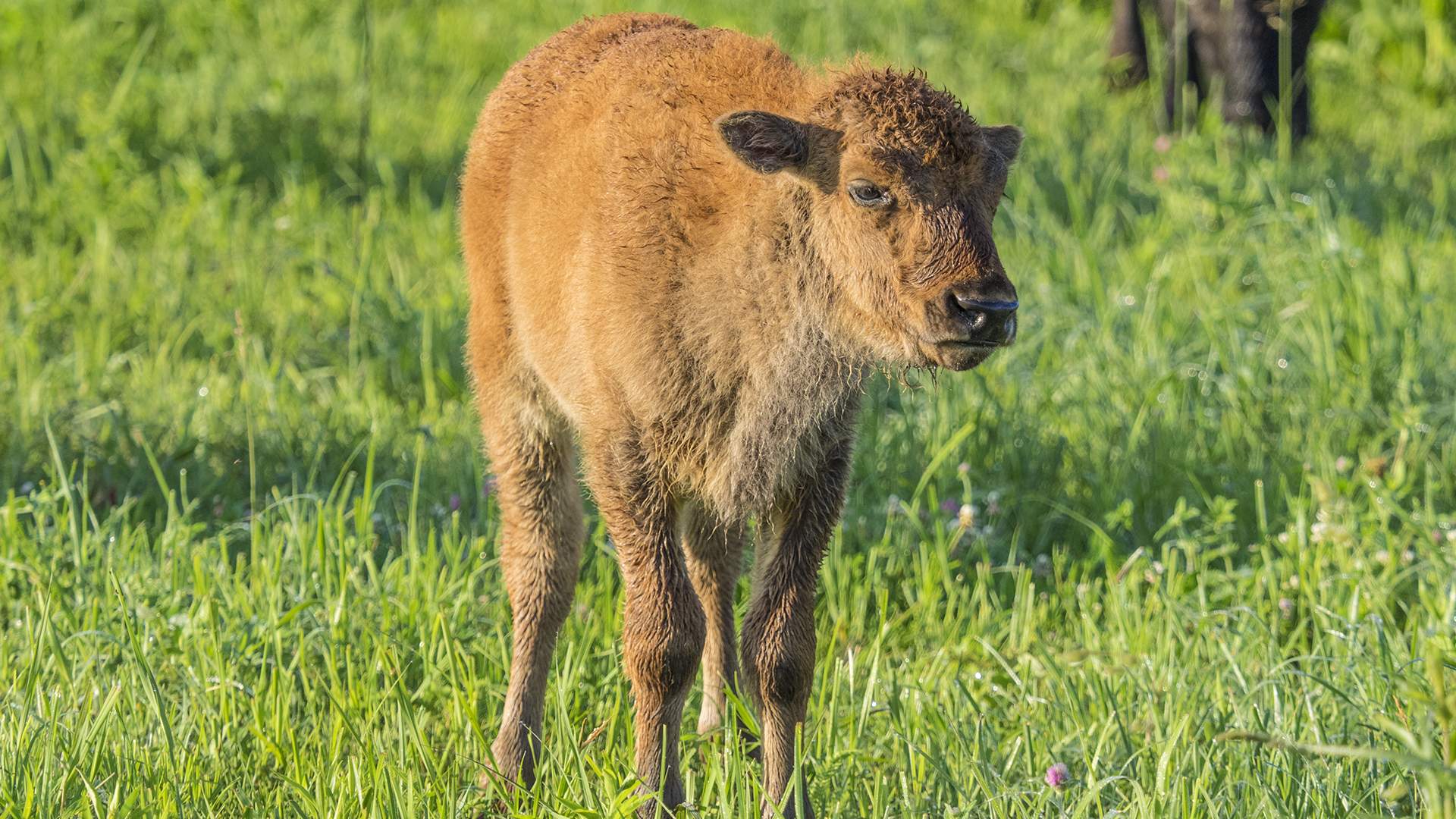 Ein junger Bison auf einer Wiese