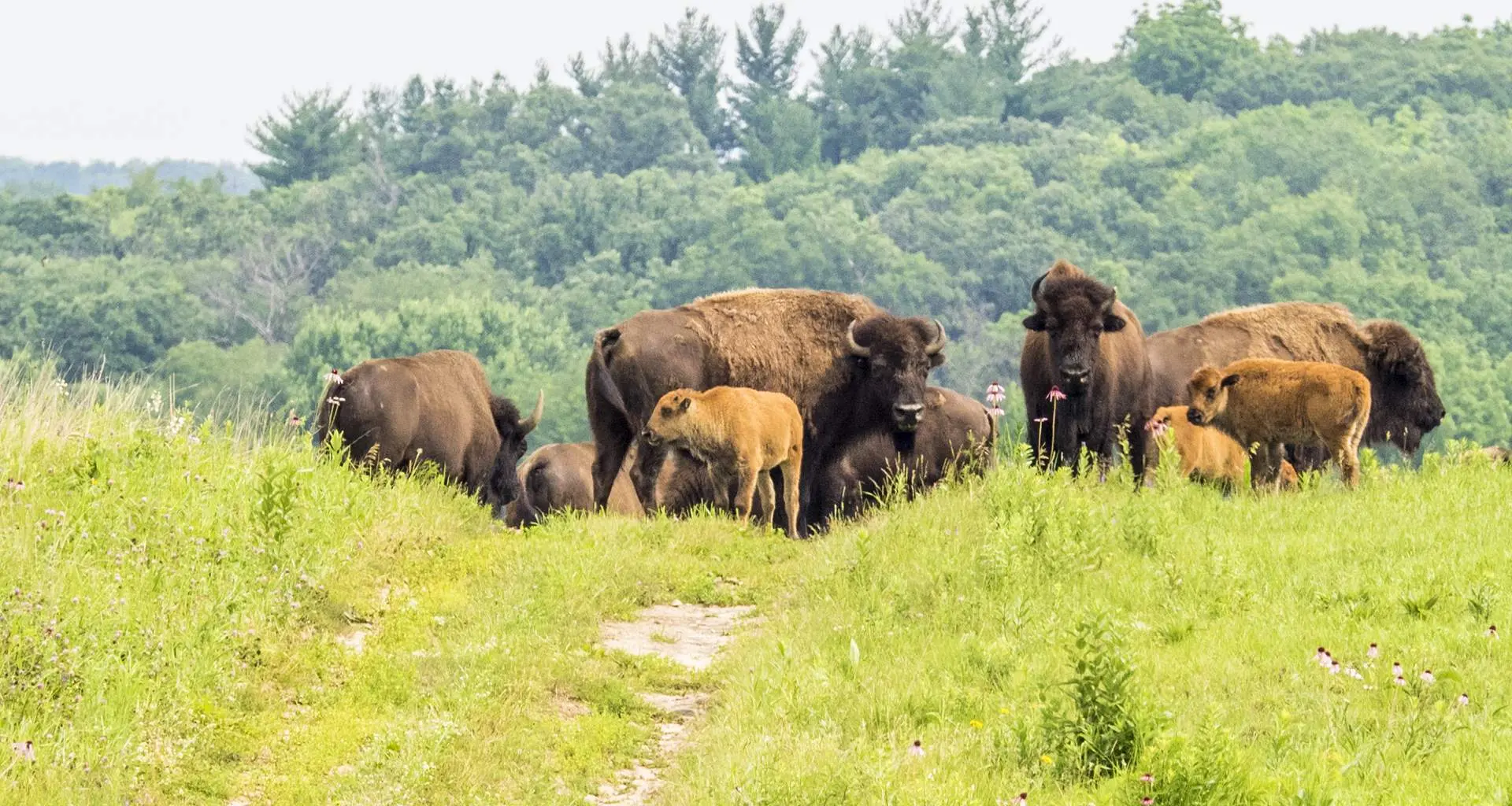 Eine Bisonherde im Gras der Nachusa Grasslands
