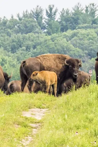 Eine Bisonherde im Gras der Nachusa Grasslands