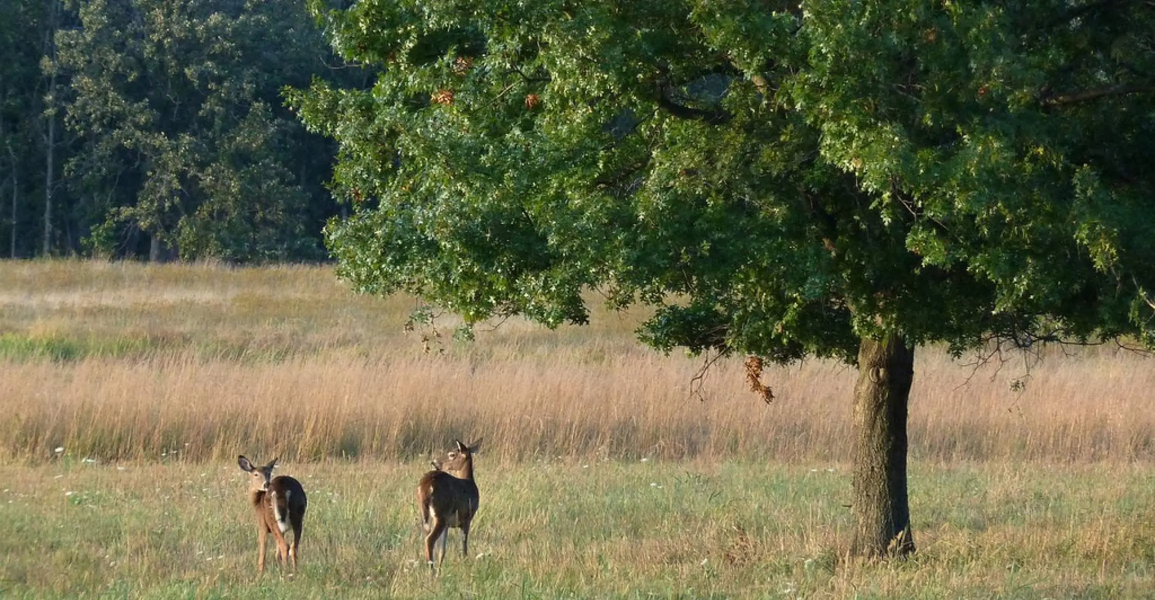 Zwei Rehe neben einem Baum in der Nähe von Wald und Prärie