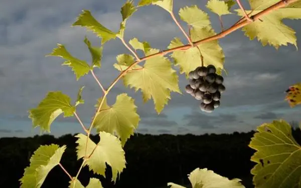 Eine Weinrebe von Alto Vineyards.