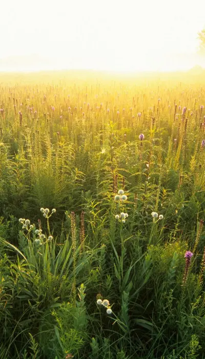 Eine grüne Wiese bei Sonnenuntergang.