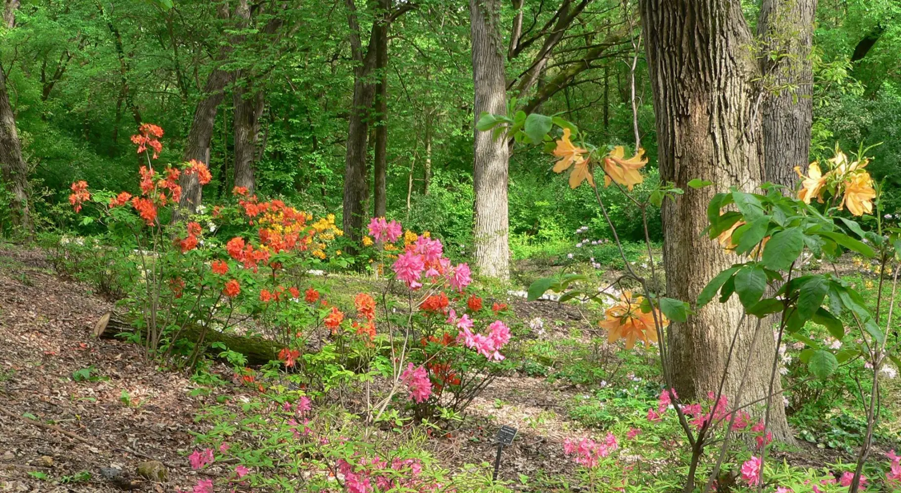 Blumen