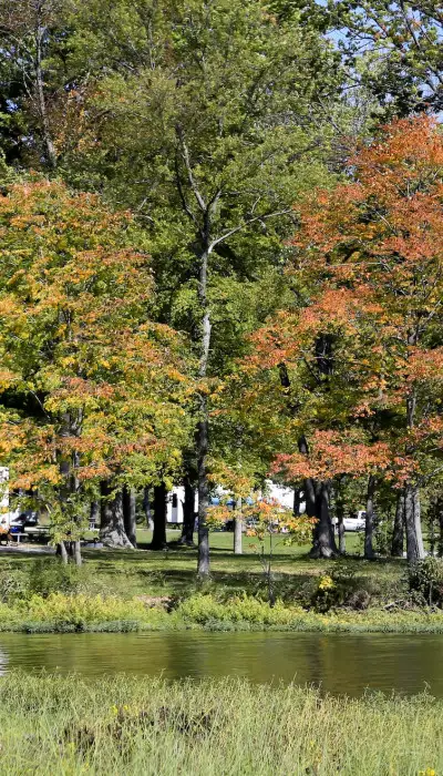 Park mit Bäumen und Wohnmobilen