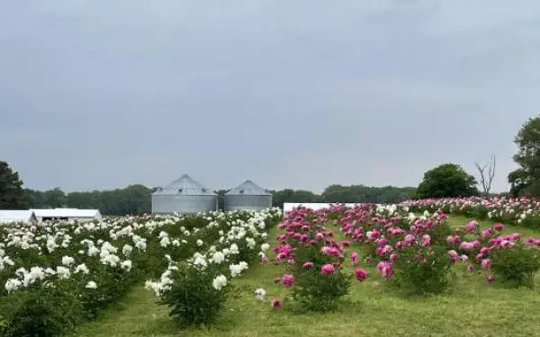 Reihen von Pfingstrosen auf der Peony Hill Farm in Harrisburg