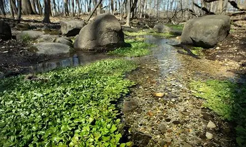 Ein kleiner Bach in einem Park