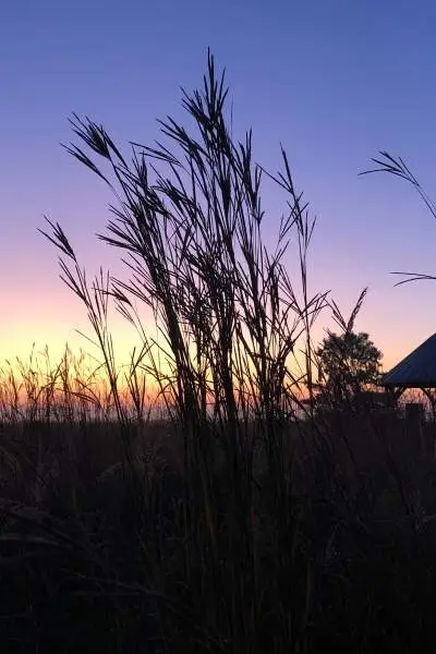 Sonnenuntergang Feld mit Gras