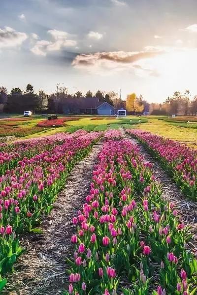 Ein Tulpenfeld bei Sonnenuntergang