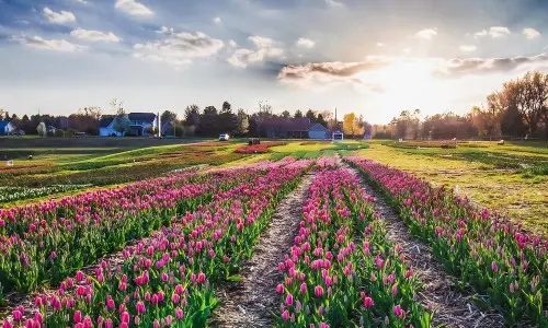Ein Tulpenfeld bei Sonnenuntergang