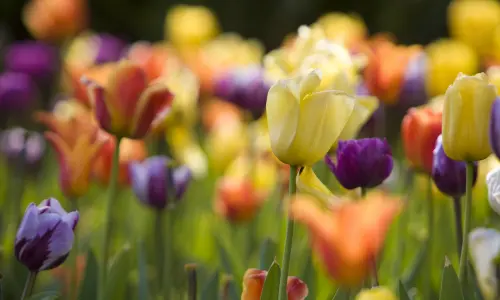 Bunte Tulpen Close Up