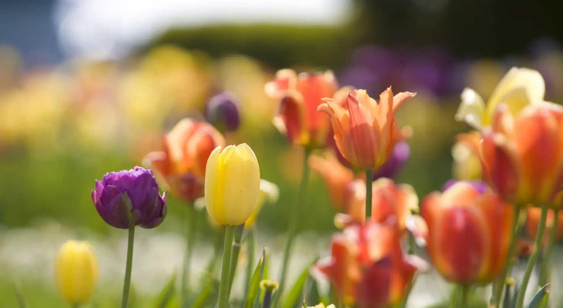 Bunte Tulpen Close Up