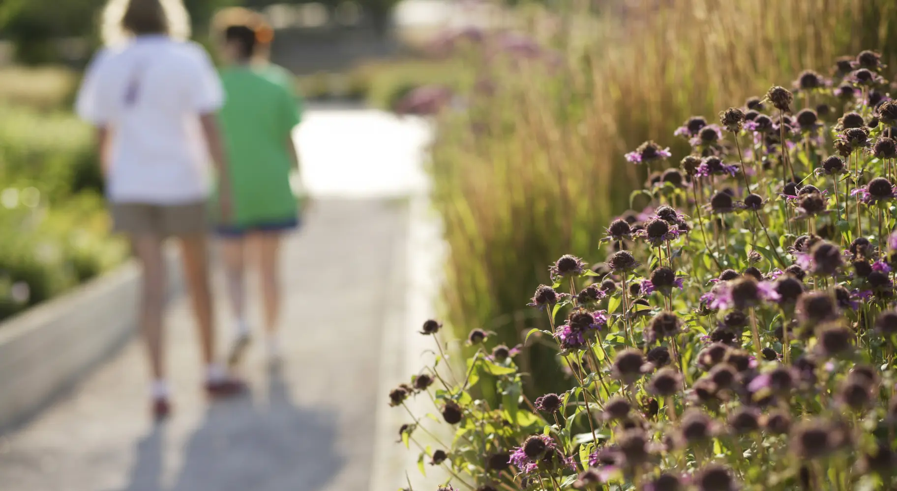 Nahaufnahme von Blumen mit spazierenden Menschen im Hintergrund